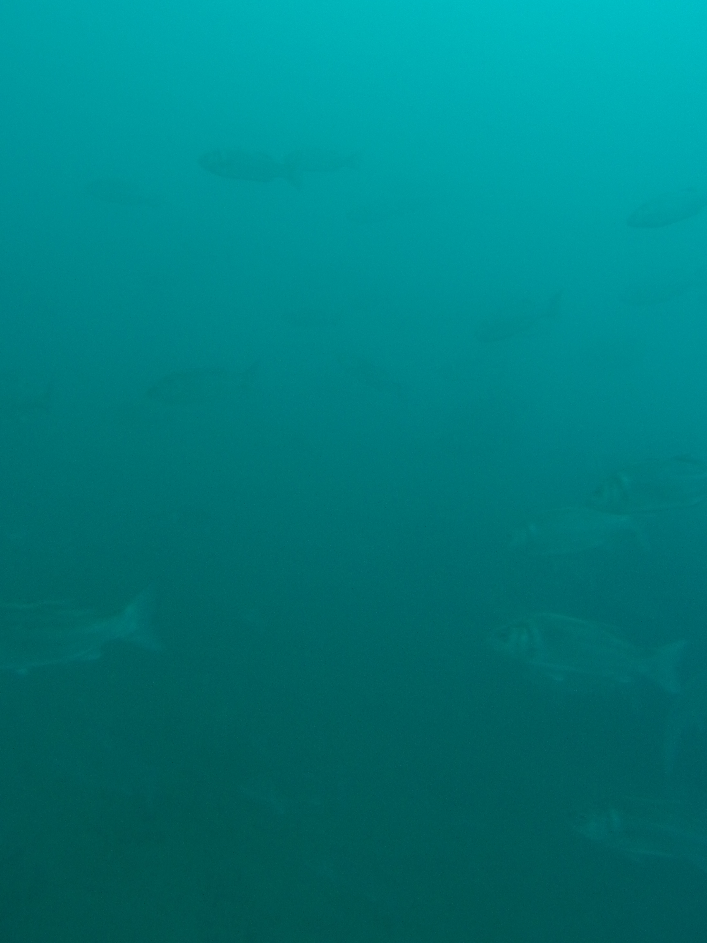 image sonar